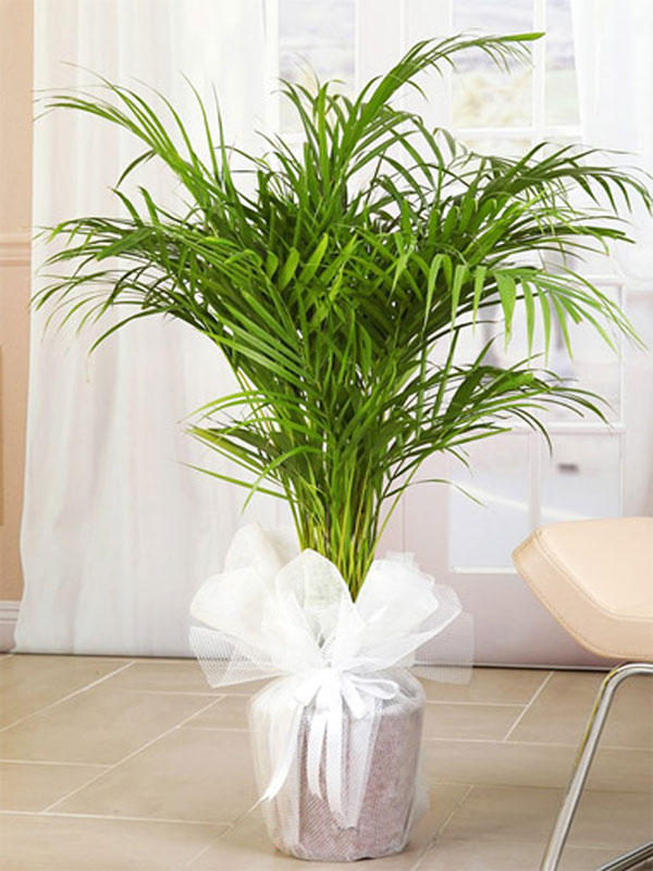 dekoratif bitki areka