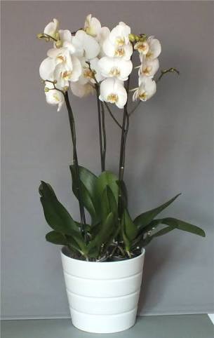 3 dall beyaz orkide