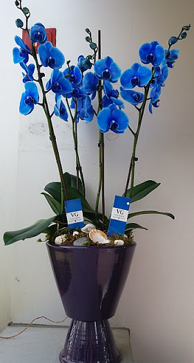 Drt dall mavi orkide