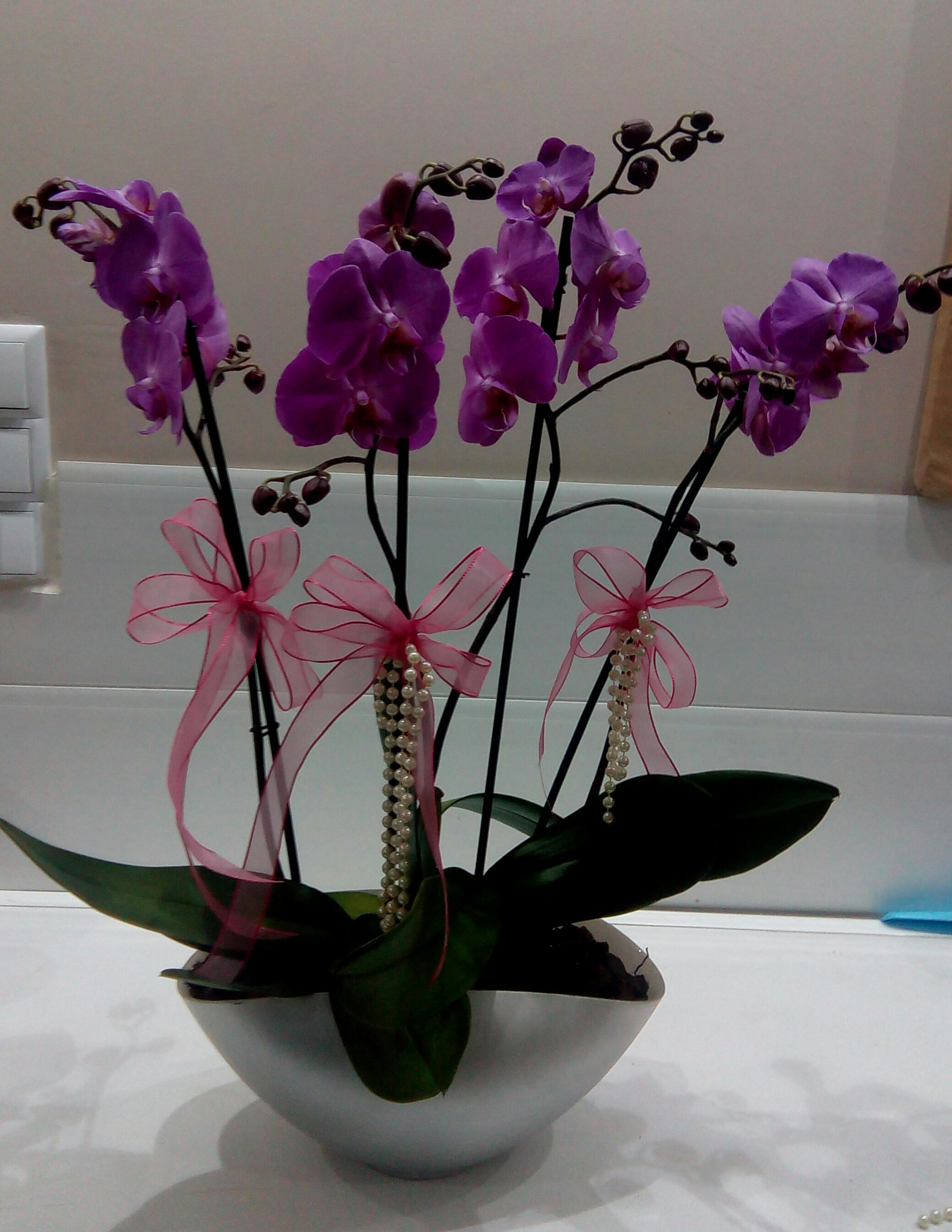 Drtl fuya orkide