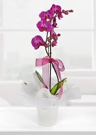 bayraklı çiçek tekli orkide