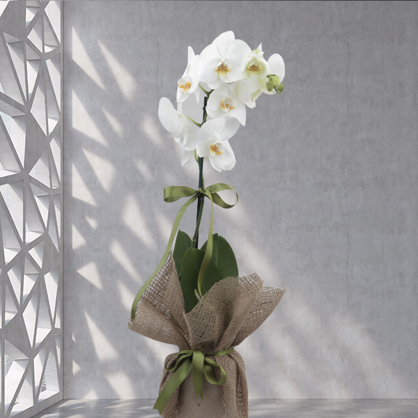 osmangazi çiçekçi beyaz orkide tasarımı