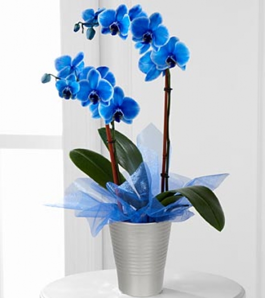mavi orkide bayrakl ieki